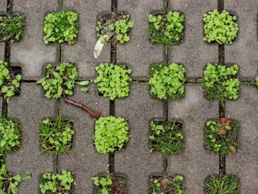 Grasbetonstenen van bovenaf met gras en klaver in de openingen, waterdoorlatende bestrating in Amsterdam