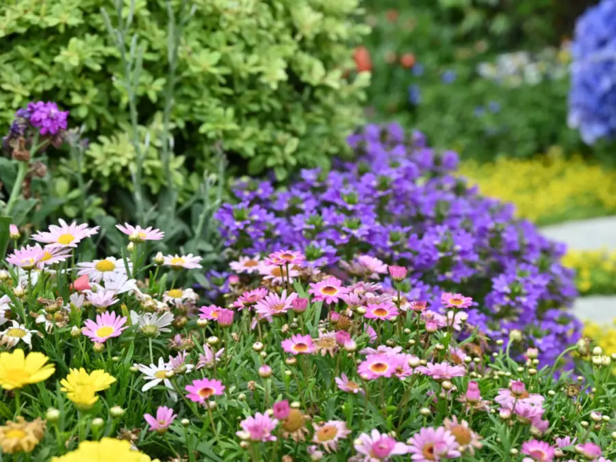 Flowering border of daisies, fan flower and hydrangea beside pale paving, planting for garden landscaping in Amsterdam